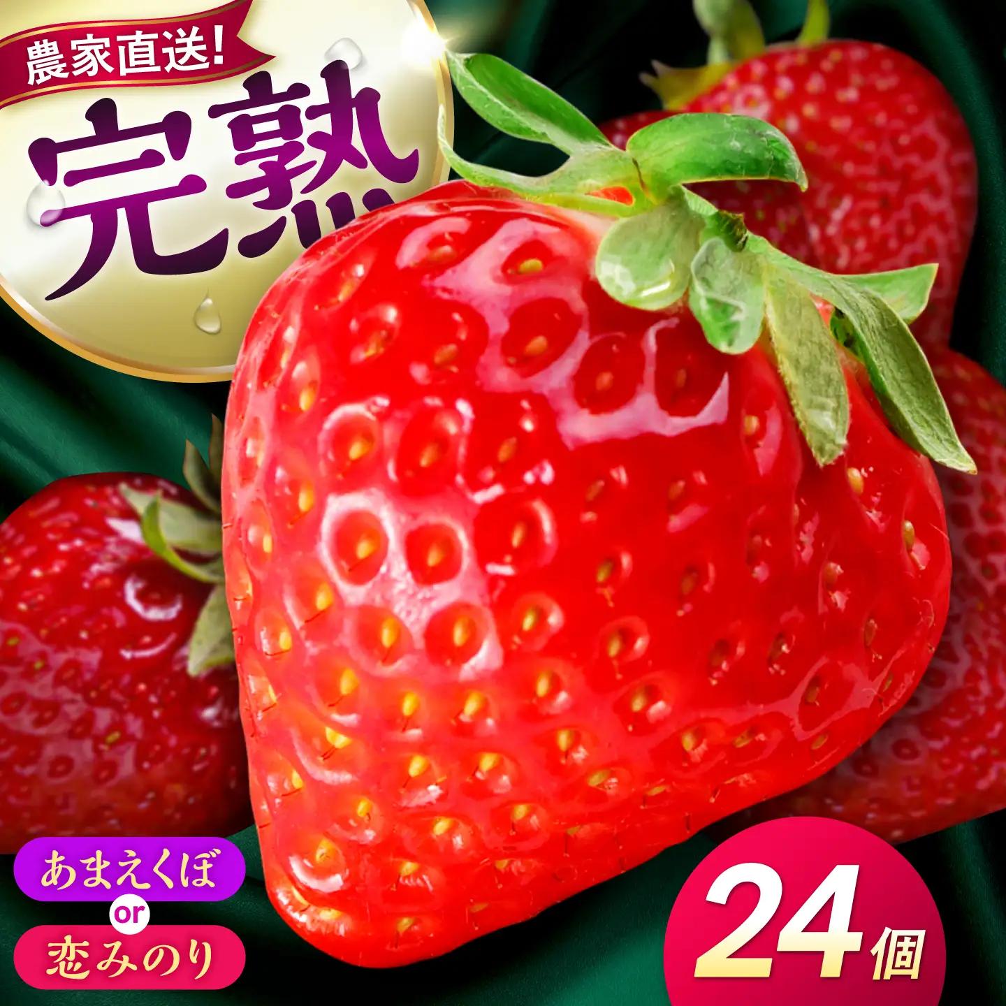 【先行予約】【2027年1月下旬発送開始】いちご 24個(500g程度) / (あまえくぼ or 恋みのり) 苺 ストロベリー フルーツ 果物 くだもの 青果【有限会社 高司農園】[AYDO001]