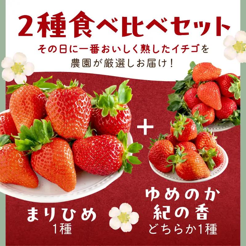 【1225】農園直送！完熟イチゴ食べ比べセット2種 6パック《先行予約》2027年1月中旬頃から順次発送予定【配送不可地域：北海道・沖縄・離島】