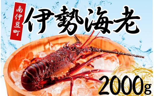 伊勢海老セット[D]　【いせえび 伊勢海老 伊勢海老 鮮魚 海老 えび 人気 名産 高級 おすすめ 数量限定 贈答 静岡県 南伊豆 伊豆 】 <AG-22>