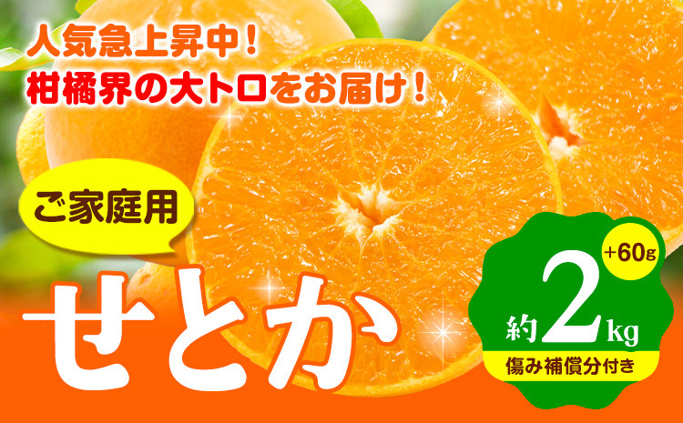 
【先行予約】 家庭用 せとか 2kg+60g（傷み補償分）【柑橘・春みかんの王様】【光センサー選果・食べ頃出荷】 池田鹿蔵農園 @日高町 《2月上旬-4月中旬頃出荷》和歌山県 日高町 家庭用 せとか 訳あり せとか わけあり セトカ ミカン 柑橘 柑橘類 送料無料【配送不可地域あり】
