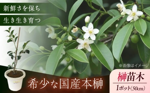 植物 福の山・榊（サカキ) 苗木(1ポット)：50cm 本榊 さかき サカキ 苗木 地植え 神棚 祭壇 起工式 地鎮祭 真榊台 神聖 榊 神具 国産 玉串 和 ガーデニング 観葉植物 庭木 植木 ポット プランター 葉 植物 雑貨 園芸 和風 生花 グリーン 緑 縁起物 日本産 国産本榊 新鮮 稀少 丁寧 丹精 立体的 ふくらみ 高品質 管理 商標登録 広島県福山市/小林商事 [BAEA006]