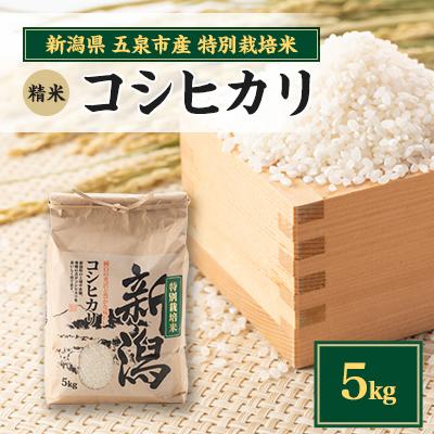 ふるさと納税 五泉市 【新米先行受付】R7年産新潟県五泉市産　コシヒカリ　5kg　精米　