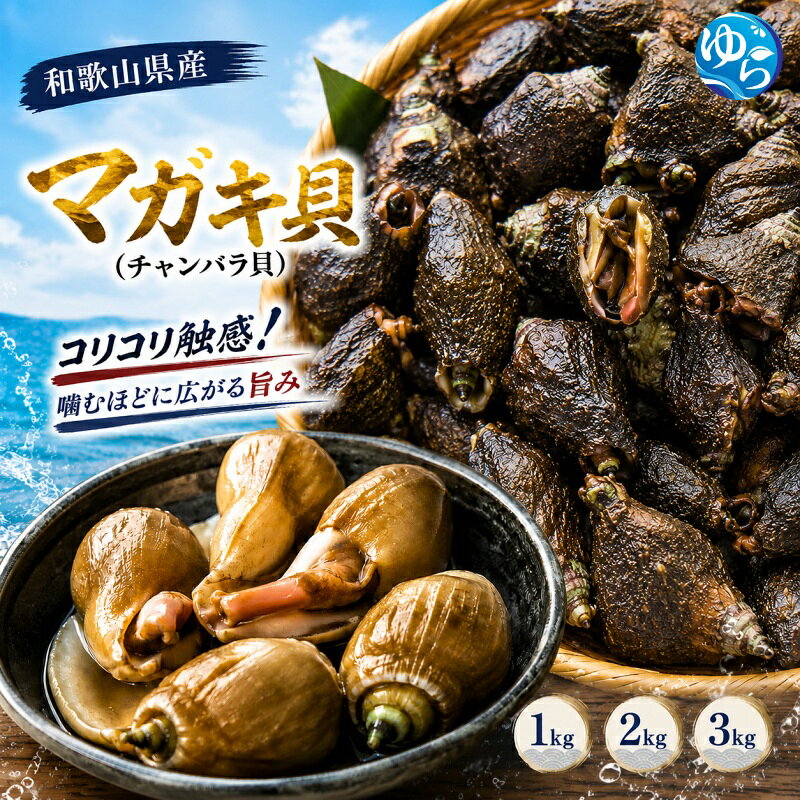 【ふるさと納税】 マガキ貝 (チャンバラ貝) 1kg 2kg 3kg / 海鮮 新鮮 貝 刺身 天然 郷土料理 海産物 産地直送 和歌山 由良町 ※2026年5月中旬～11月上旬頃に順次発送予定 ※離島への配送不可 //kaisen //best