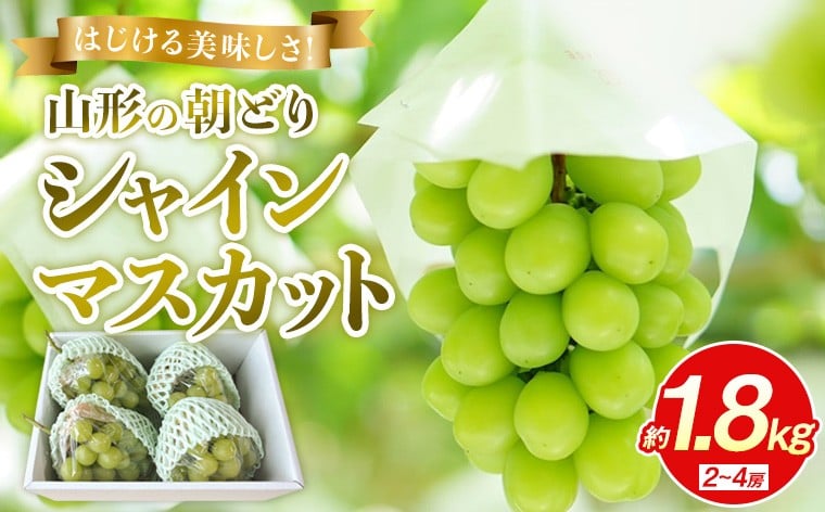 
            はじける美味しさ！山形の朝どりシャインマスカット 約1.8kg 2～4房【令和8年産先行予約】FS25-136
          