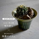 【ふるさと納税】多治見市×春日井市コラボ 【美濃焼】 陶芸家「鈴木徹」 植木鉢 L × 【日本有数のサボテンの生産地】 春日井市の名店 後藤サボテン 【井澤コーポレーション】[TBP178]