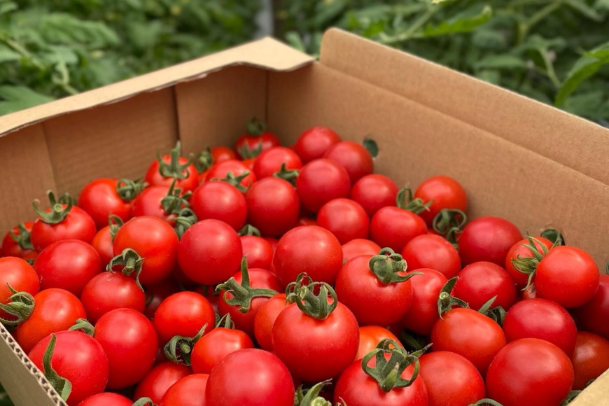 トマト ミニトマト ミニトマト エコスイート 1.5kg [そのぎ茶深緑の里 長崎県 東彼杵町 hs42bag570002] トマト ミニトマト エコスイート 甘い