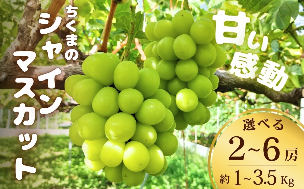 
                  甘い感動 ちくまのシャインマスカット 2~6房(約1kg~約3.5kg)【半蔵農園】 | 葡萄 グレープ 信州ぶどう 種無し 皮ごと食べれる 白ぶどう 信州 長野 千曲市
                