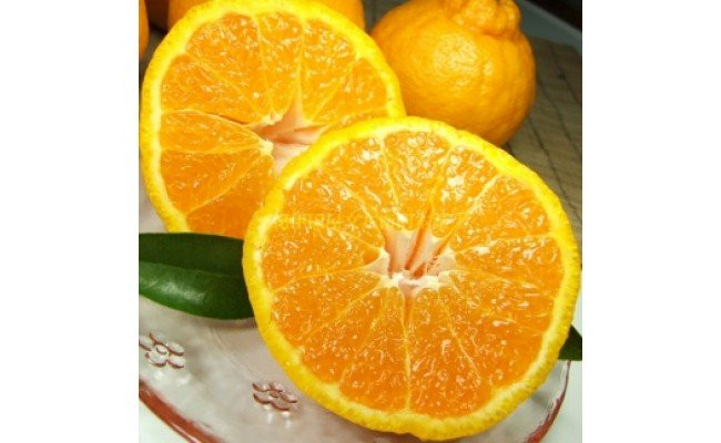 
            V7076_「デコ」 不知火 約4.5kg 湯浅町田村産 (果実サイズおまかせ) 春みかん / 紀伊国屋文左衛門本舗
          