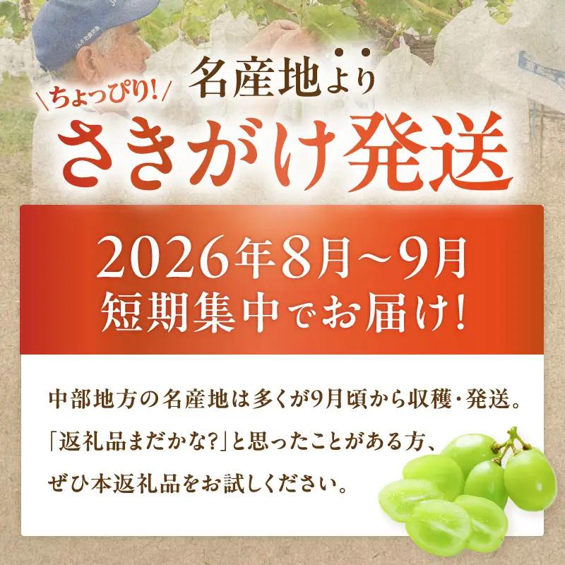 【 2026年先行予約 】【 桜島産 】シャインマスカット 3房 K261-001_03