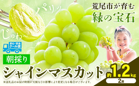 【先行予約】 シャインマスカット 約1.2kg（2房） 《8月下旬-9月末頃出荷》シャインマスカット フルーツ シャインマスカット 期間限定 シャインマスカット 前田果樹園