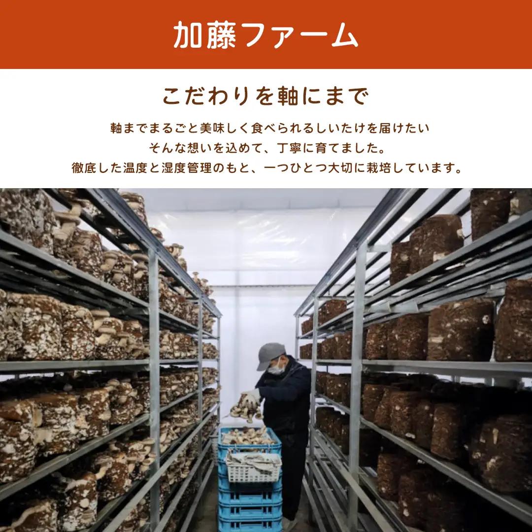 産地直送！軸まで美味しい『軸王しいたけ』特大サイズ 約1kg (約20〜24個)