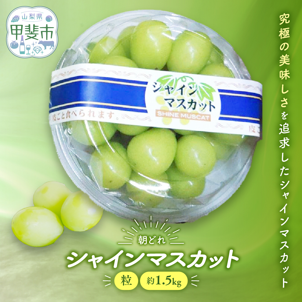 【2026年/令和8年発送＜先行予約＞】 ご家庭用 訳あり シャインマスカット 粒 1.5kg 先行予約 先行 予約 つぶつぶ 山梨県産 産地直送 フルーツ 果物 くだもの ぶどう ブドウ 葡萄 シャイン シャインマスカット 新鮮 人気 おすすめ 国産 贈答 ギフト お取り寄せ 朝どれ 山梨 甲斐市 AV-30