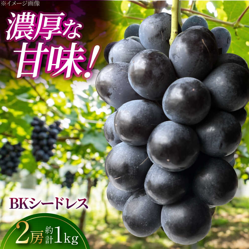 【ふるさと納税】【先行予約】 ぶどう BKシードレス （約1kg／2房） ＜8月下旬頃から順次発送＞ 黒ぶどう 数量限定 期間限定 種なし 葡萄 ブドウ フルーツ 果物 おすすめ 人気 あまい 産地直送 農家直送 送料込 送料無料 広島 三次市 / 黒瀬ぶどう園[APAB008]