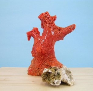 珊瑚職人館 珊瑚 原木・拝見・置物18