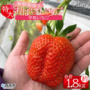 ＜農家厳選 新鮮朝採り 宇和いちご 特大サイズ おばけいちご 3箱（約1.8kg）＞ イチゴ 大粒 果物 フルーツ くだもの トロベリー かおりの 産地直送 旬 期間限定 数量限定 かんちゃん農園 愛媛県 西予市 【冷蔵】『2026年2月下旬～4月末迄に順次出荷予定』UKN0007