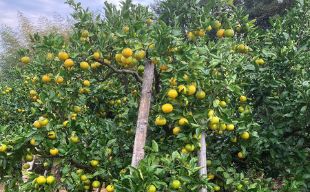フルーツ  早生 興津 温州 みかん 蜜柑 三重県  高品質 みえ アルギット わけあり / 訳あり Lサイズ 前元農園の完熟中生(なかて)温州みかん 3kg【2027年1月初旬～下旬に順次発送予定】