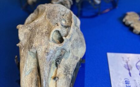 瑞浪市化石博物館パレオパラドキシア新コーナー、学芸員の解説付き見学ツアー(4名)【1502732】