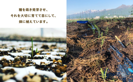 【2027年春発送】半農半画家 イマイ畑 自慢の≪アスパラガス 1kg サイズ混合 約20～25本≫ 露地栽培 北海道 富良野市 (イマイカツミ) 野菜 アスパラ 健康 太い 安心 道産 産地直送