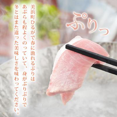 ふるさと納税 美浜町 天然!地物!ひるがの春ぶり 柵3本【合計800g以上】 |  | 02