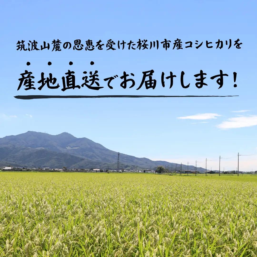 【 令和8年産 】 数量限定 桜川市産こしひかり 15kg （5kg×3袋） 茨城県産 桜川 米 お米 白米 コメ ごはん 精米 コシヒカリ こしひかり 国産 限定 [AX006sa]