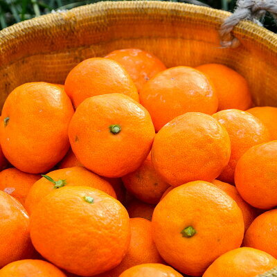 EA6015n_濃厚な味わいのこだわり 有田みかん 2kg (早生みかん・大小混合)_イメージ2