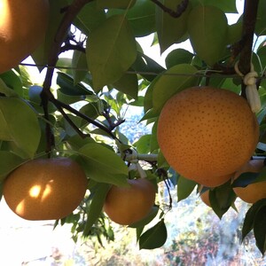 【久和田農園】 甘味がぎゅっと あたご梨 2kg なし フルーツ 梨 果物 広島県三原市 034009