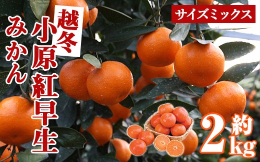 
                  ＜先行予約！2027年1月上旬以降順次発送予定＞香川県産 越冬小原紅早生みかん(約2kg/サイズミックス) 【man360】【Aglio nero】
                