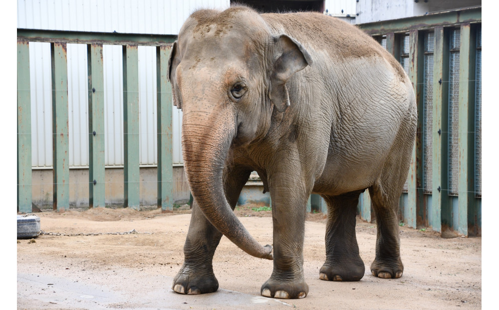 王子動物園グッズ＆年間パスポート