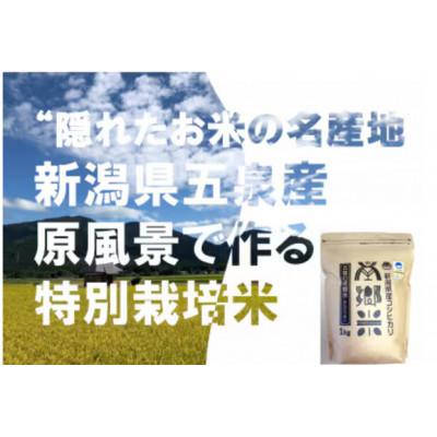 ふるさと納税 五泉市 【毎月定期便】特別栽培米コシヒカリ「南郷米」玄米3kg(1kg×3袋)全6回