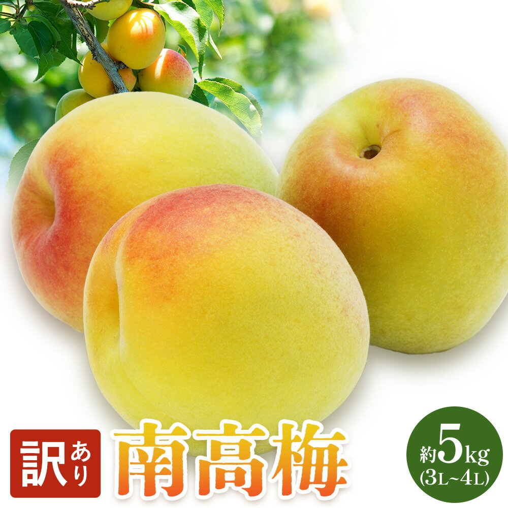 【ふるさと納税】【訳あり】 南高梅 約5kg (3L~4L) マル二《2026年6月上旬-6月下旬頃出荷》 和歌山県 日高川町 梅 紀州南高梅 うめ ご家庭用 訳あり フルーツ 果物