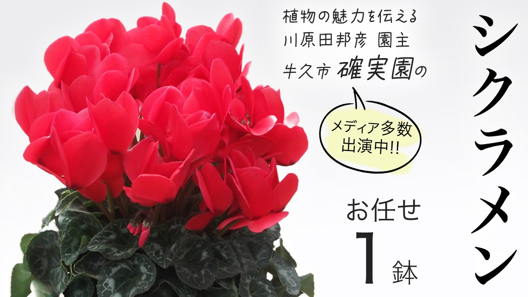 シクラメン【 おまかせ 1点 】 ガーデニング 花 はな フラワー 鉢 鉢植え 常温 ギフト プレゼント 贈り物 贈答 牛久市 確実園 [BG009us]