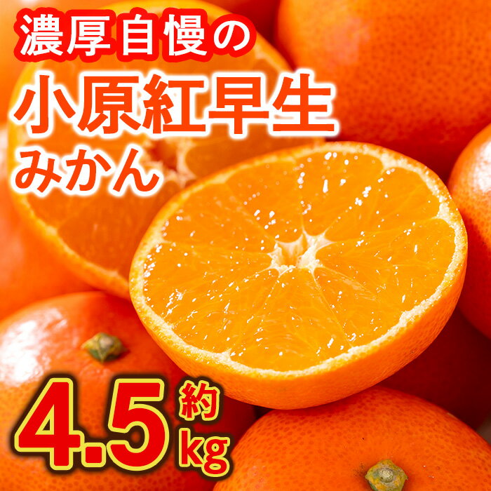 【ふるさと納税】＜先行予約！2026年12月上旬以降順次発送予定＞香川県産 小原紅早生みかん(約4.5kg) 国産 果物 果実 くだもの フルーツ みかん 蜜柑 【man358】【Aglio nero】