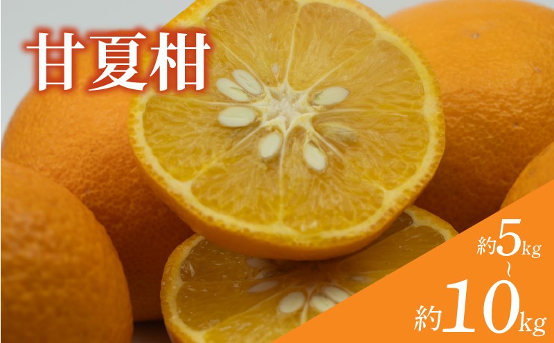 
                  【訳あり】 甘夏柑 約5kg / 約10kg 【順次発送中】 | みかん 甘夏 あまなつ 蜜柑  柑橘 果物 くだもの フルーツ みかん ミカン mikan mican 不揃い 傷 ワケアリ 訳アリ 愛媛県 松山市 
                