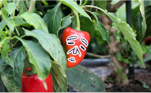 変顔 おもしろシール付き！  野菜キライな子供も喜ぶ⁉ 北上野菜セット 季節 旬 野菜 詰め合せ 国産 季節 旬 おまかせ 産地直送 春野菜 夏野菜 秋野菜 きのこ 葉物 果物 果菜 根菜 冷蔵 野菜室 ダイエット 食 栄養食 加工品 カット野菜 岩手県産 北上産 季節限定 山菜 ブロッコリー たまねぎ さつまいも とうもろこし サラダ トマト しいたけ 送料無料 岩手県 北上市 E0229