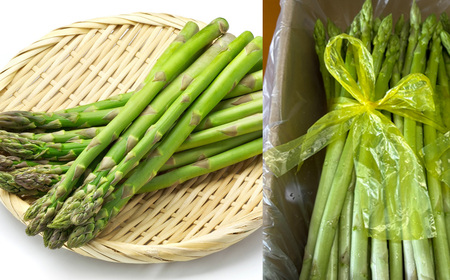 先行予約（2026年5月から順次発送）高級アスパラガス 隆至の龍 500g（約25本入り）レギュラーサイズ【119-3】