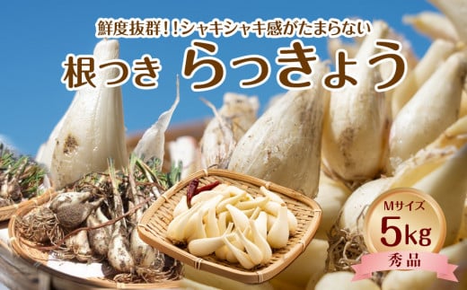 747.【先行予約】【ＪＡ】根付らっきょう　秀Ｍ・5kg箱　※着日指定不可　※離島への配送不可　※2026年5月中旬頃～6月中旬頃に順次発送予定【らっきょ ラッキョ 野菜 鳥取県 北栄町 おすすめ 人気】