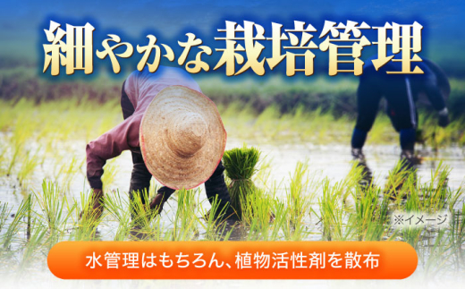 【令和8年産 新米】 【 先行予約 /9月中旬から発送】　福井県産 ラクト農法 コシヒカリ 玄米 10kg×2 （20kg）/ 米 お米 精米 国産米 /  小浜市 / 北川博司 [BFDG007]