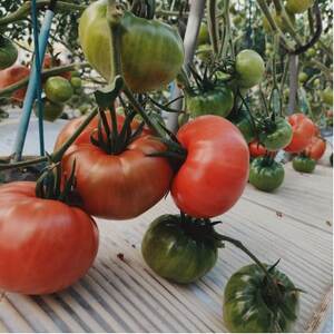 愛知県半田市産ファーストトマト　一箱3キロ以上【1456394】