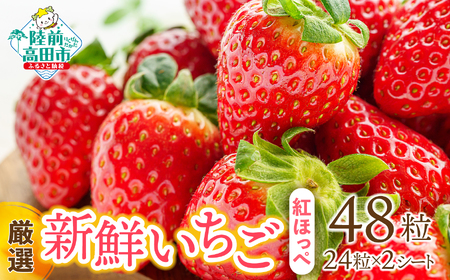 【厳選】新鮮いちご 紅ほっぺ 24粒×2シート フルーツ 旬 いちご