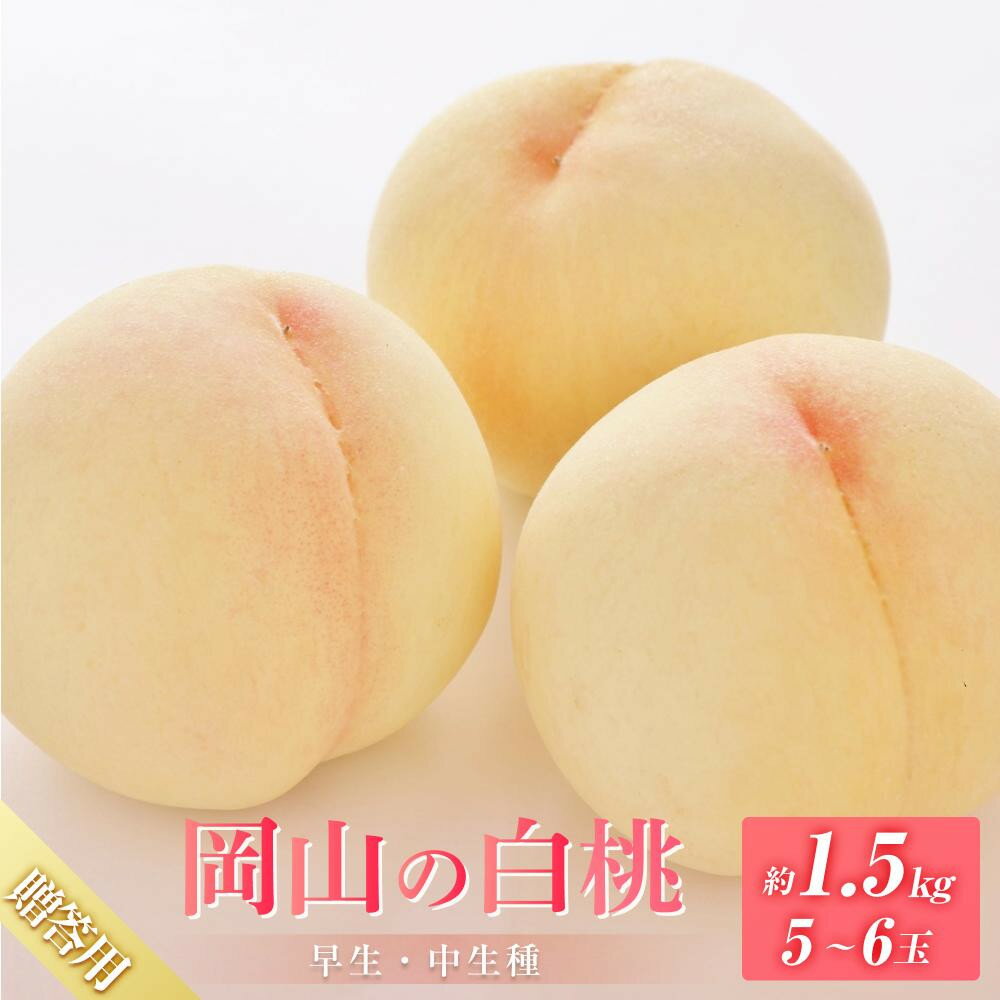 【ふるさと納税】【配送月が選べる】桃 2026年6月下旬から又は2026年8月発送 贈答用 岡山の 白桃（早生、中生種）約1.5kg 5～6玉 | もも フルーツ 果物 くだもの 食品 人気 おすすめ 送料無料