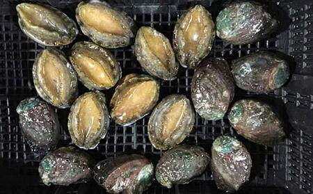 蒸しあわび 50g×10粒 海の幸 あわび