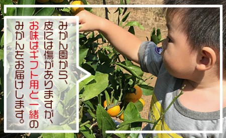土佐の高知のくだもの畑 みかん(家庭用)5kg - みかん 訳あり 母の日 アイス みかんジュース ミカン みかんみかんみかんみかんみかんみかんみかんみかんみかんみかんみかんみかんみかんみかんみかんみ