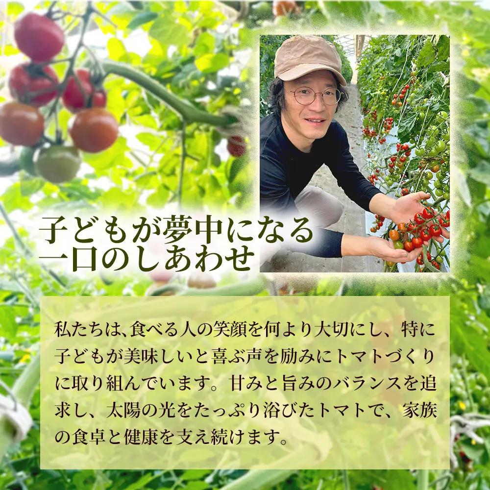 《先行予約》結（むすび）ミニトマト（TTM180）1kg 3セット 新鮮野菜 フルーツ 旬 サラダ デザート お弁当 朝食 料理用 そのまま食べる おうちごはん お取り寄せ みずみずしく爽やかな甘み 