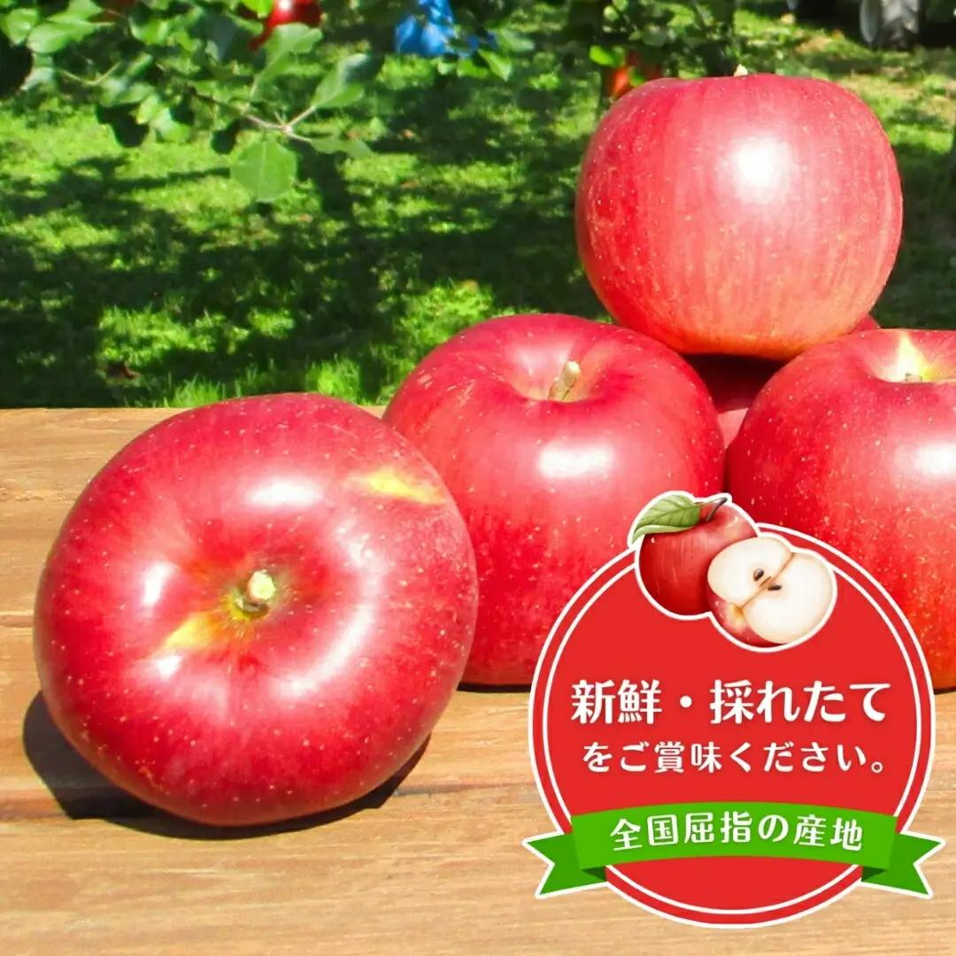 【2026年先行予約】りんご サンふじ 約5kg (9~18玉) |りんご