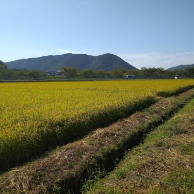 ふるさと納税 岐阜市 【毎月定期便】岐阜市産 ハツシモ 清流長良川米 精米 10kg(5kg×2袋)　全12回 |  | 02