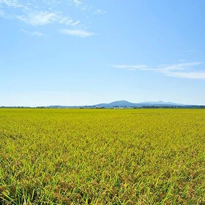 先行受付【令和4年産】大潟村産あきたこまち特別栽培・無洗米5kg 大潟村CE公社【配送不可地域：離島・沖縄県】