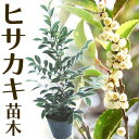 【ふるさと納税】植木ヒサカキ(びしゃこ)苗木[高さ約40cm×1本] 農事組合法人 桃山町植木組合《90日以内に出荷予定(土日祝除く)》和歌山県 紀の川市 植木 植物 ヒサカキ 送料無料