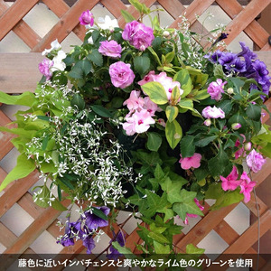 【全2回定期便】 【オンライン決済限定】 花 ハンギングバスケット 寄せ植え 生花 自然 お花 植物 フラワー ギフト ガーデニング 飾り 庭 ベランダ 壁掛け 贈り物 おすすめ オススメ 静岡県 藤
