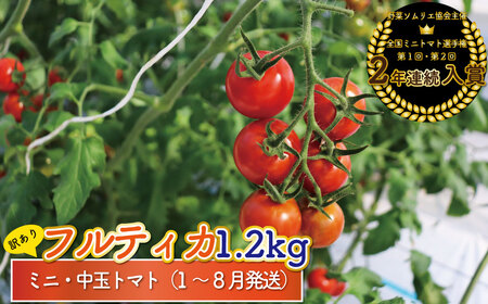 【2025年12月～発送】訳あり ミニトマト・フルティカ ＜約1.2kg＞フルーツトマト 訳あり ワケあり 規格外  ましまファーム  アイメック☆栽培