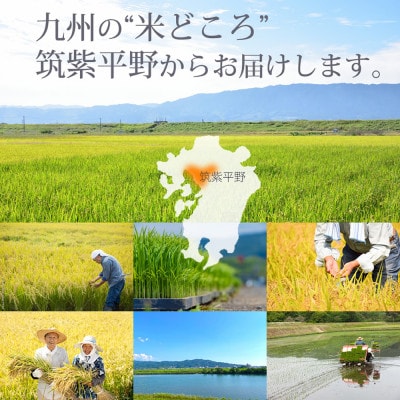 福岡県産「元気つくし」5kg×1袋 [5kg] [玄米]